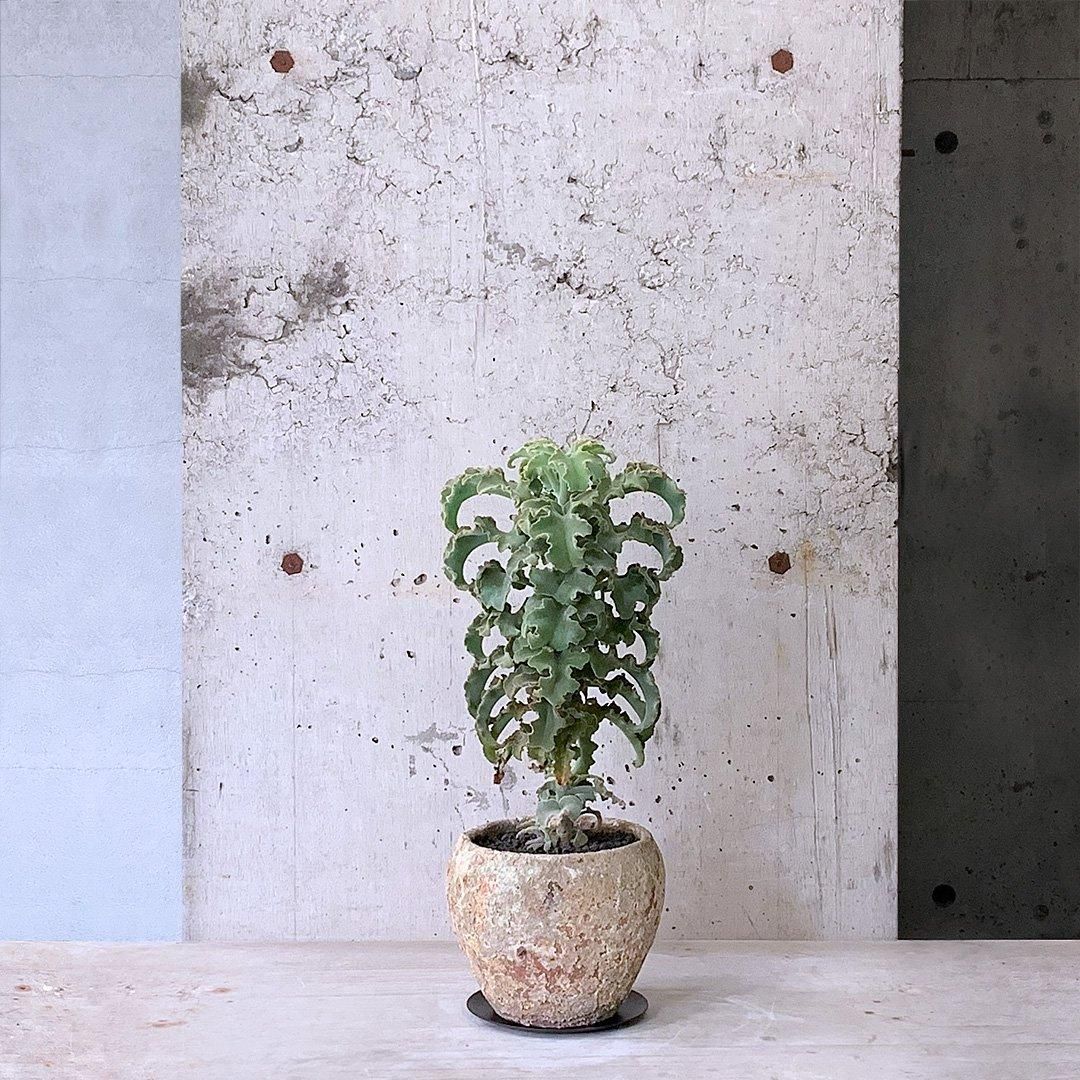 1点もの】Kalanchoe behalensis カランコエ ベハレンシス ミニマ