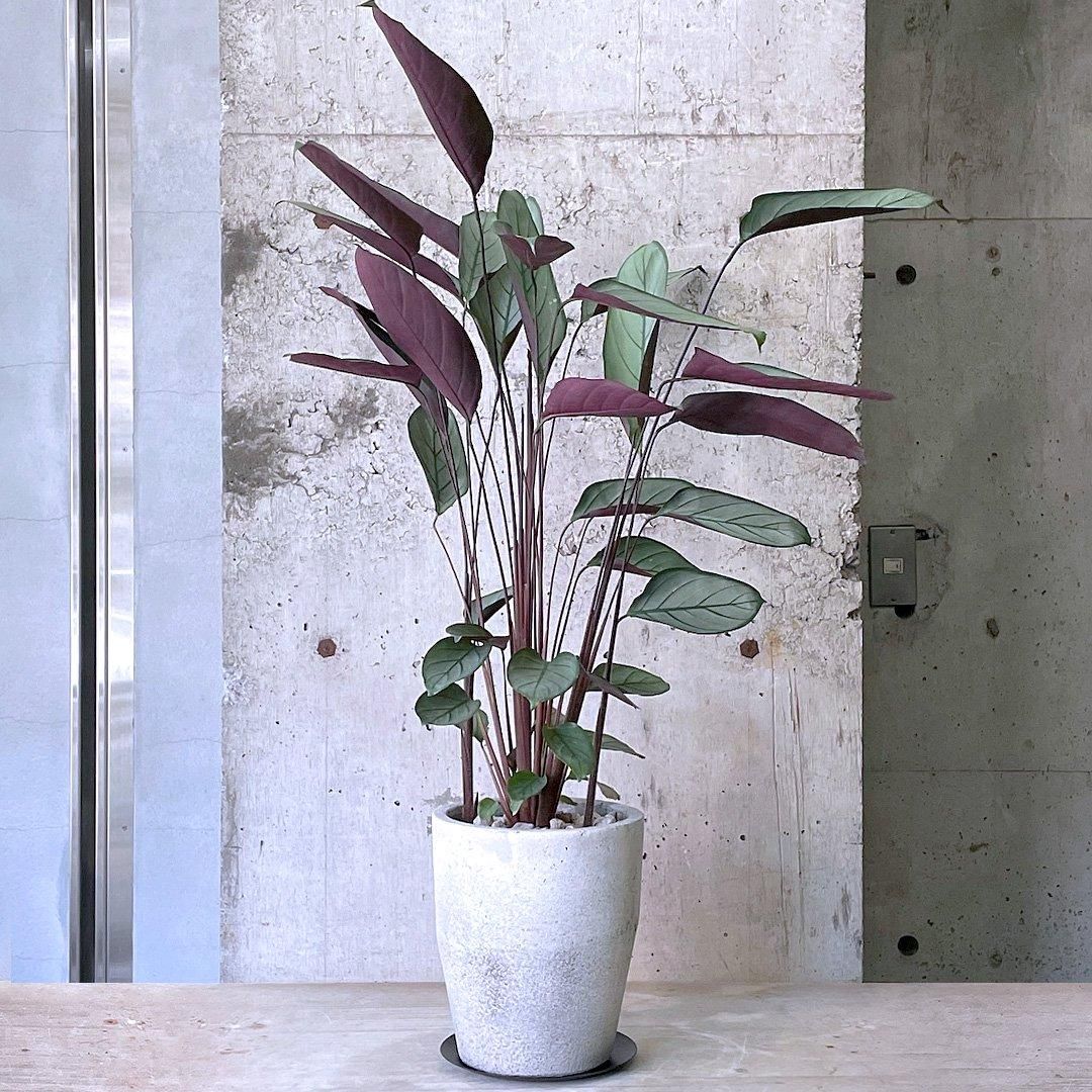 クテナンテ セトサ ファイバー鉢 お皿付き クテナンテ セトサ ファイバー鉢 お皿付き クテナンテ セトサ