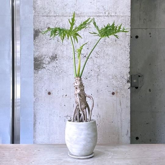 リビングに最適な植物の通販はTRANSHIP