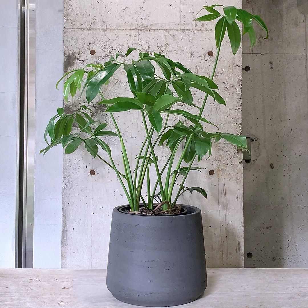 フィロデンドロン ゴエルディ 6号鉢 フィロデンドロン ゴエルディ 【観葉植物 6号／1個売り