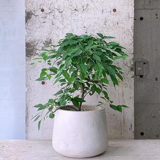 観葉植物（大鉢）の通販はTRANSHIP