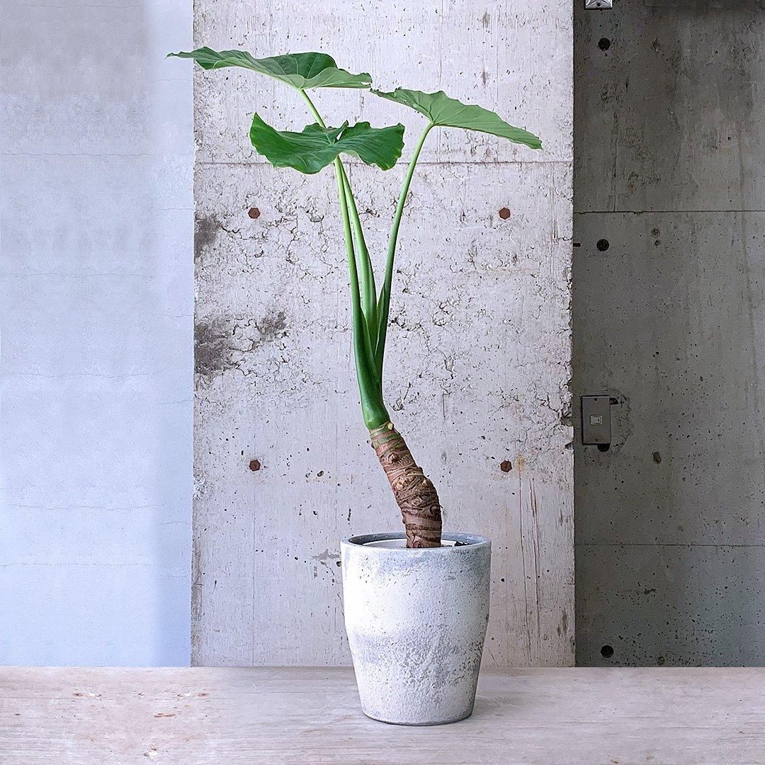 Amazon｜クワズイモ 観葉植物 小型 6号プラスチック鉢【品種で