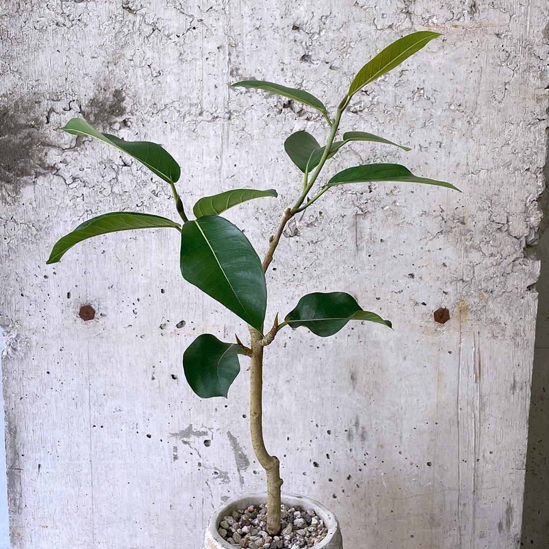 フィカス ジャワゴム　フィカスドゥルパセア　観葉植物 フィカス ジャワゴム フィカスドゥルパセア 観葉植物 - メルカリ