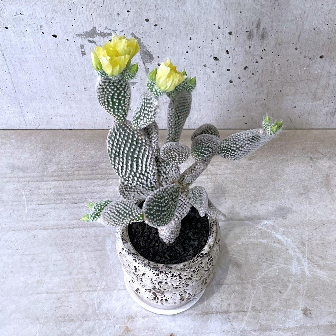 専用！多肉植物^o^  バニーカクタス 206 バニーカクタスの生長記録 2022.08.14更新｜🍀GreenSnap