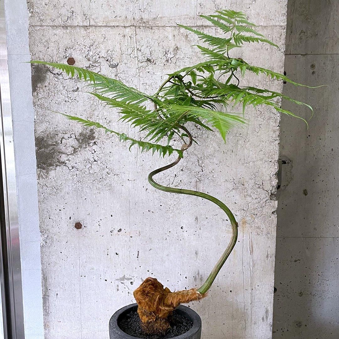 キンモコウ　2点おまとめ Ohsama Sentai King Ohger】20Combine!! DX God King Ohger