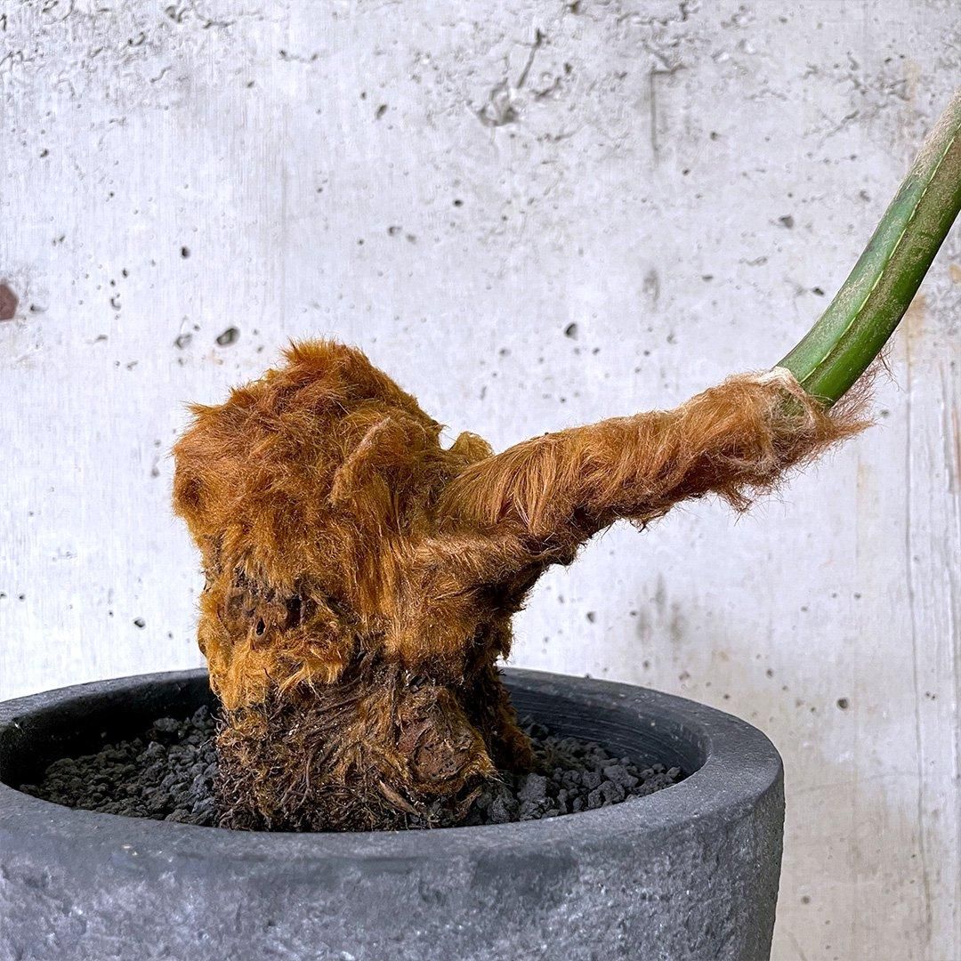 キンモコウ　2点おまとめ Ohsama Sentai King Ohger】20Combine!! DX God King Ohger