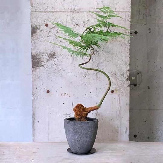 プレゼントに最適な植物の通販はTRANSHIP