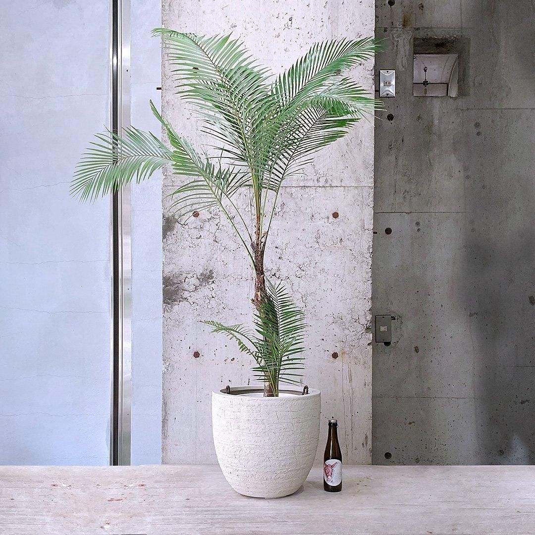 ヒメココスヤシ