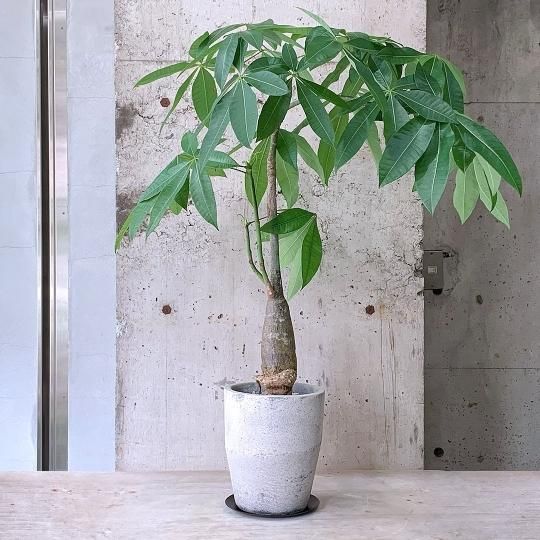 日本全国送料無料商品 | 特集 | パキラ - TRANSHIP その他観葉植物