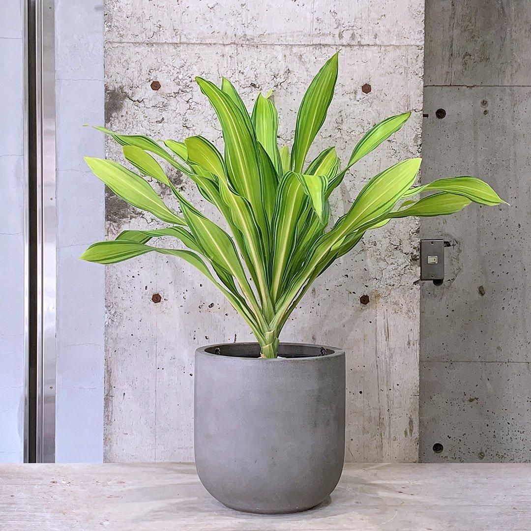チーク×アイアン 浅い インテリア 植木鉢 プランターカバー