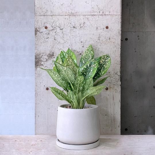 ǥեХurb pot