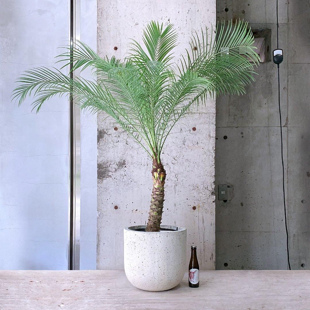 フェニックス ロベレニー 斑入り 実生苗 | 希少植物の販売
