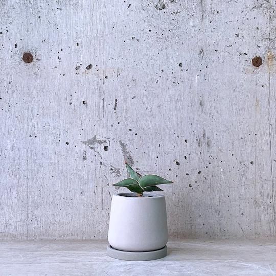 サンスベリア　ロリダ　urb pot