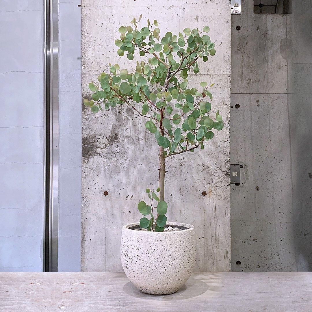 ラマポ/R.ramapo交配ツツジ/大株【現品発送】管理70155《植木/庭木》 ラマポ/R.ramapo交配ツツジ/大株【現品発送】管理70155《植木/庭木》