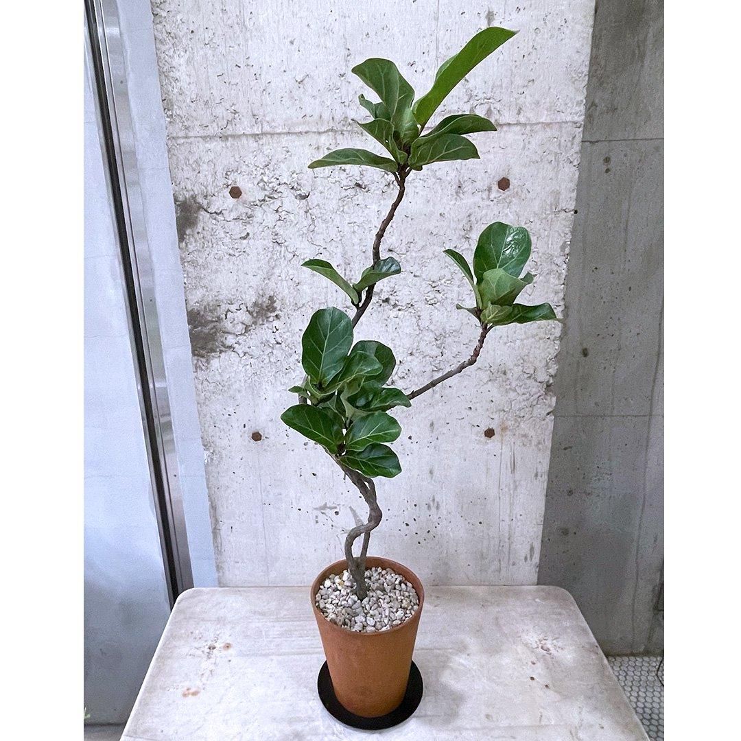 フィカス リラータ バンビーノ BR - TRANSHIP