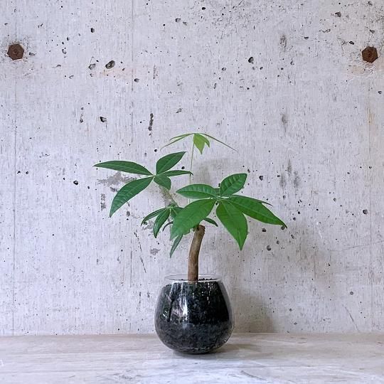 パキラ| 観葉植物通販 AND PLANTS (アンドプランツ)