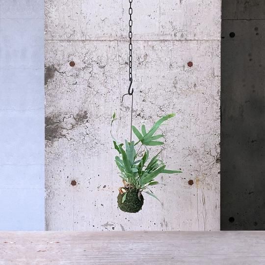 極小 ミニ 朴仕立て パキラ 苔玉 ハンギング | PLANTS SHOP OLIVE