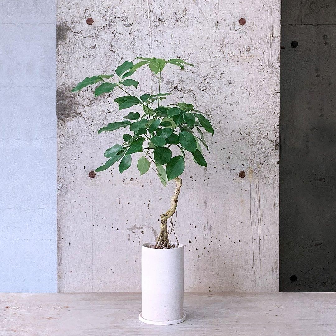 シェフレラ エリプティカ58209| 観葉植物の通信販売 | APEGO