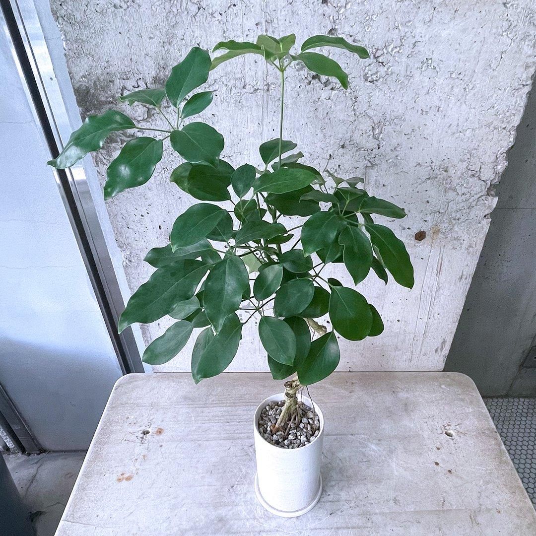 シェフレラ エリプティカ58209| 観葉植物の通信販売 | APEGO