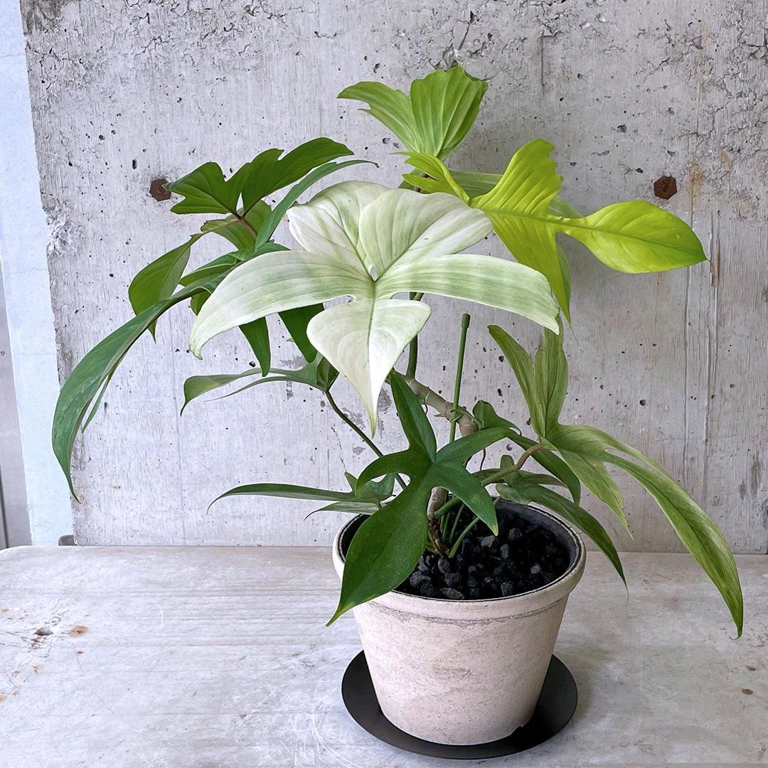 アロイドBONSAI ハビタットスタイルフィロデンドロン フロリダ