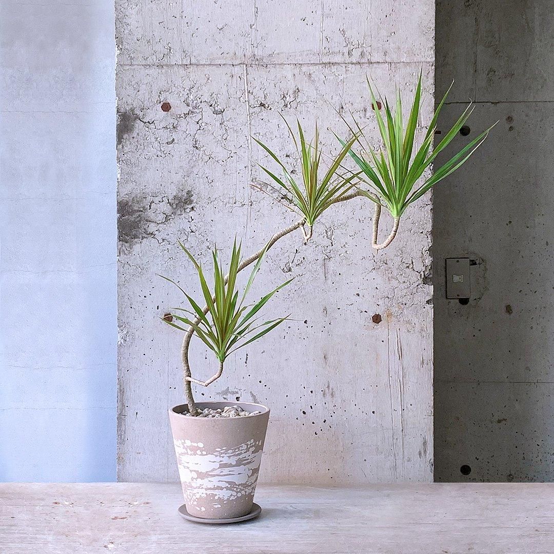 ドラセナ マジナータゴールド 陶器鉢 お皿付き ドラセナ マジナータゴールド 陶器鉢 お皿付き