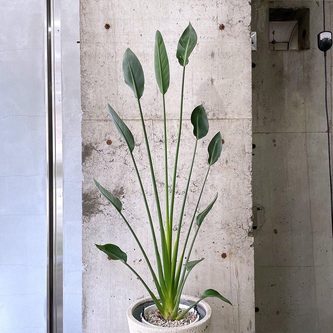 現物「ストレリチア・ユンケア」7号110cm Strelitzia juncea