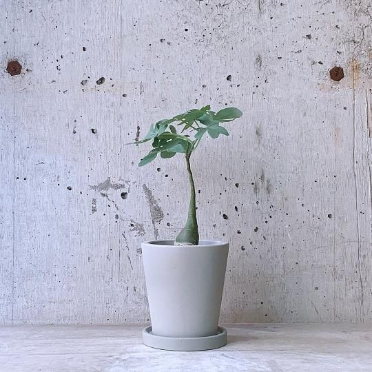 ǥ˥饦urb pot