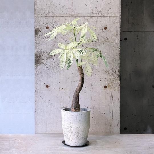 パキラ| 観葉植物通販 AND PLANTS (アンドプランツ)