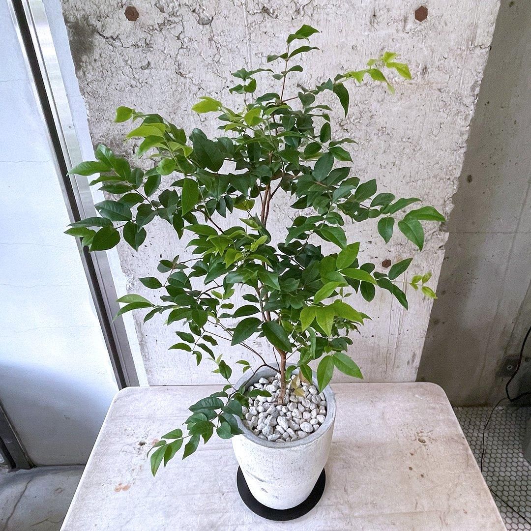 ジャボチカバ WH - TRANSHIP