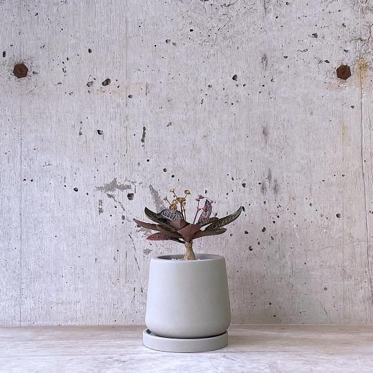 桼եӥե󥳥urb pot