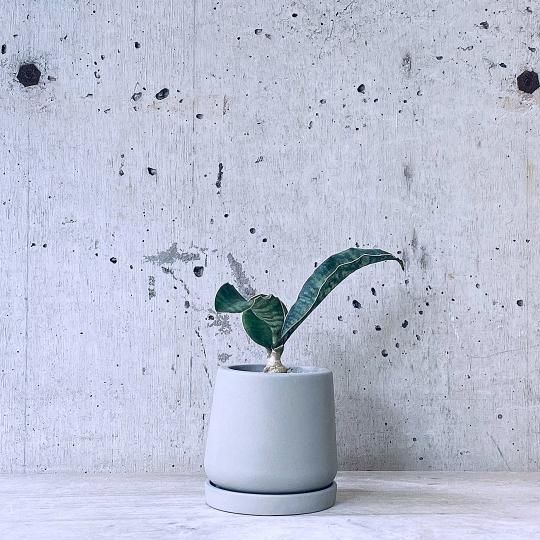 󥹥٥ꥢurb pot