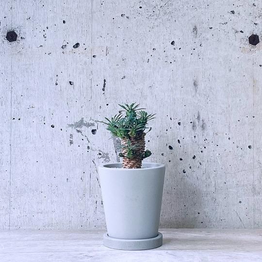 桼եӥƥĥʬƬurb pot