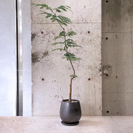 2m以上☆大型観葉植物エバーフレッシュ