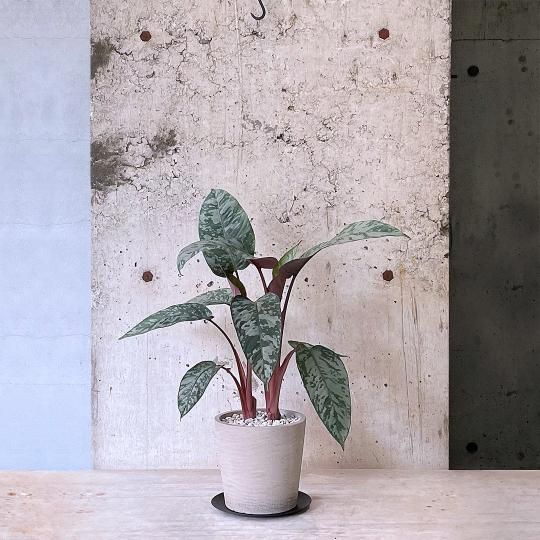 ݥХꥹߥʥƥåޡCA