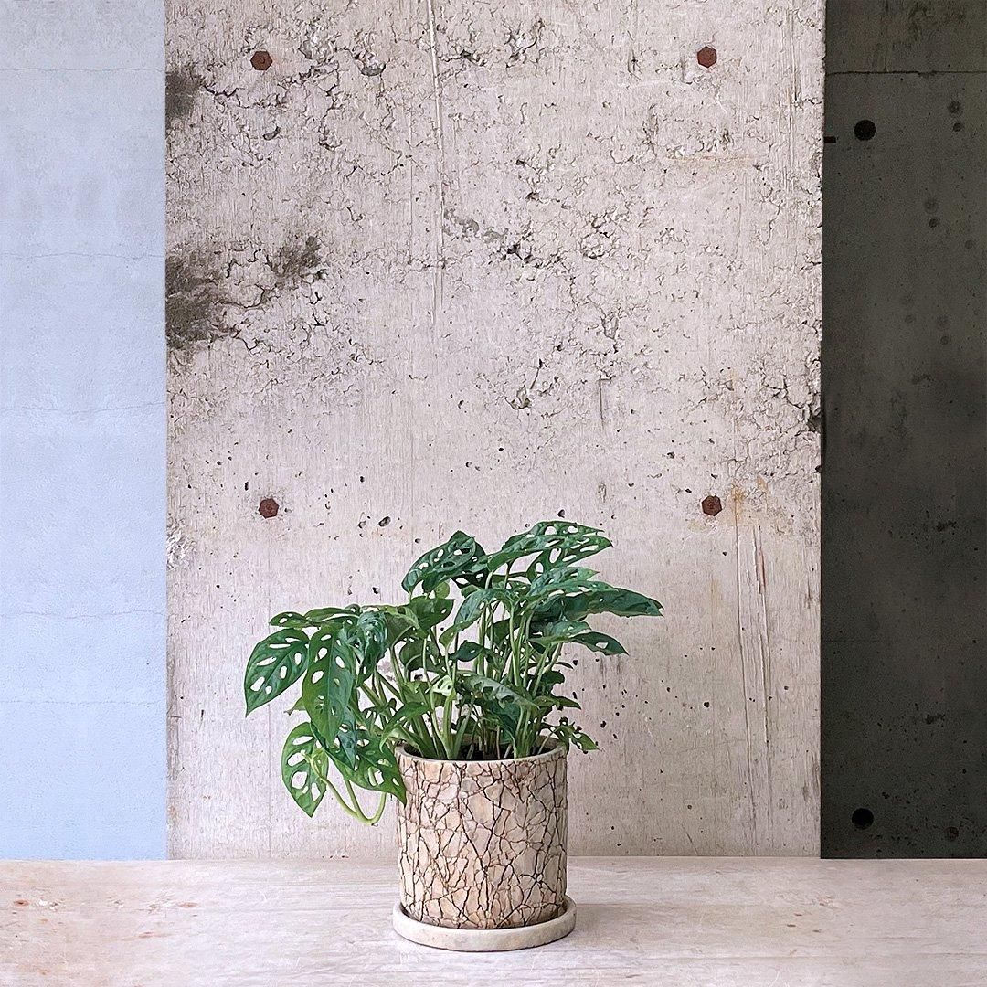 モンステラ・オブリクア エクスピラータ 2 | Massimo Botanico