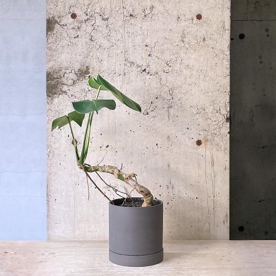おしゃれ　観葉植物：リュウビンタイ　鉢植え*苔 受皿付
