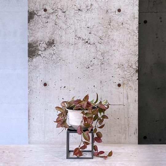 ITEM | UNI-Plants ビカクシダ、ホヤ植物、着生蘭、タンク