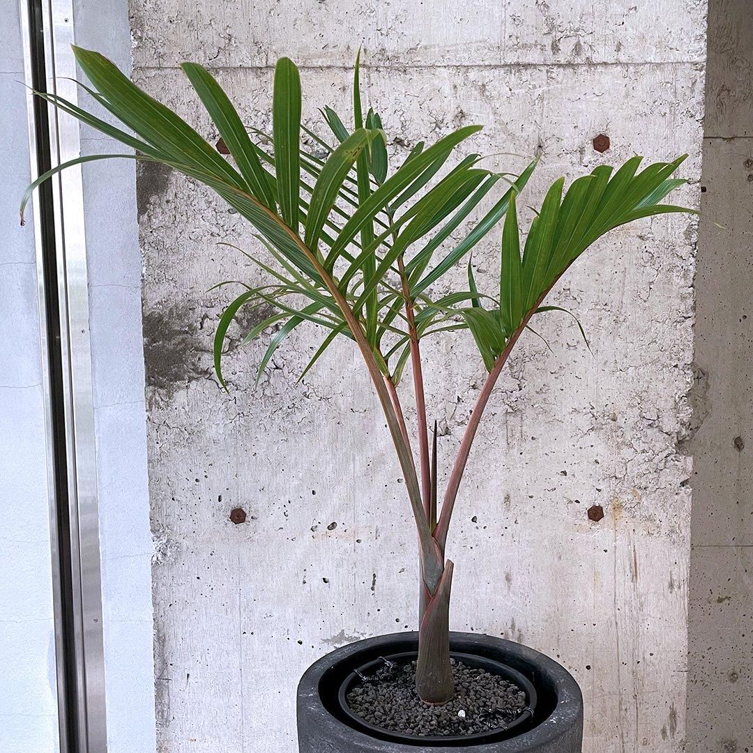 トックリヤシ 1点もの（現品・現物） | 観葉植物通販HitoHana