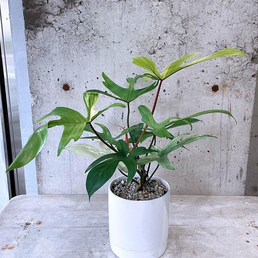 フィロデンドロン フロリダゴースト ミント WH - TRANSHIP