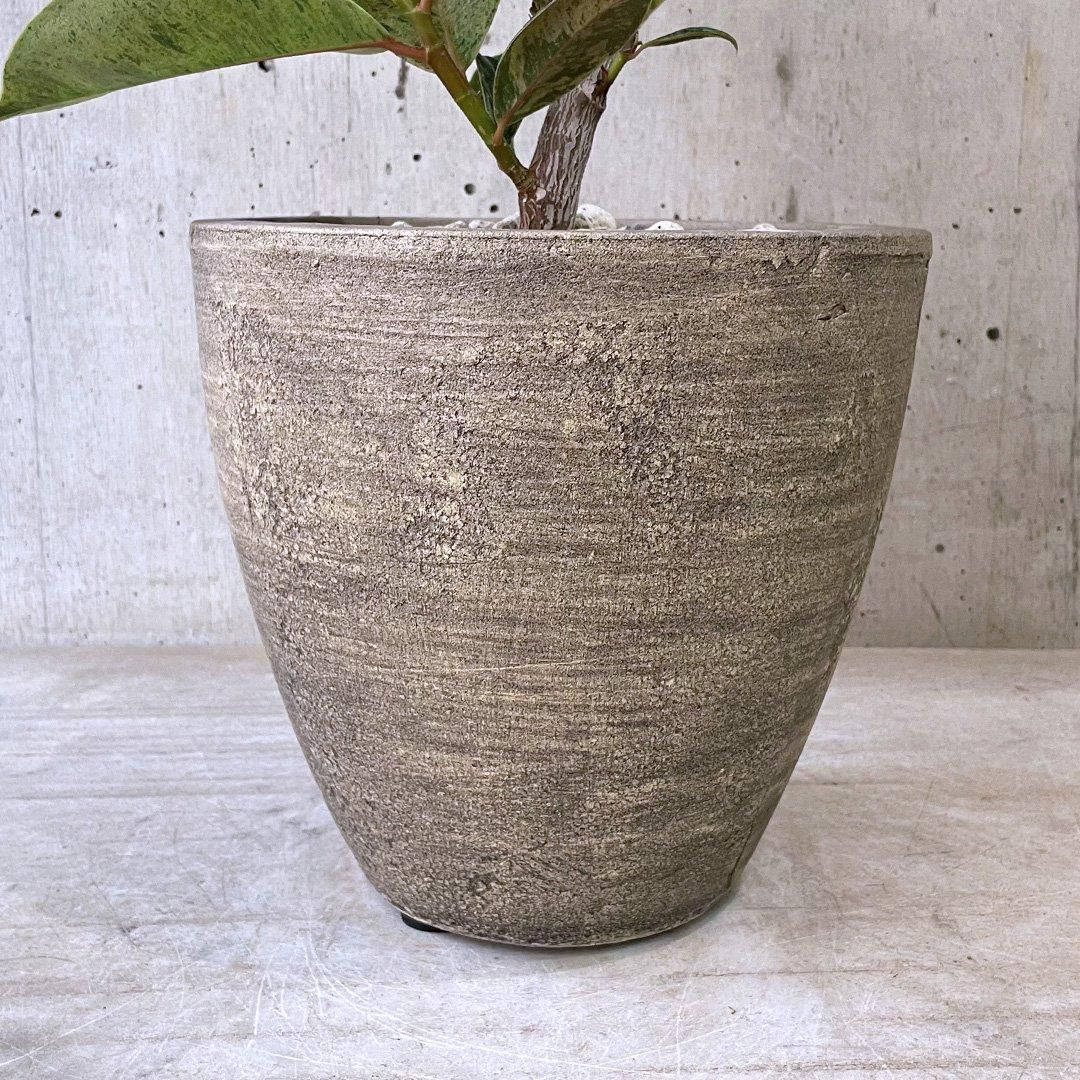 美形　大型　フィカス　ジン　陶器鉢　植え込み発送 美形 大型 フィカス ジン 陶器鉢 植え込み発送 - メルカリ