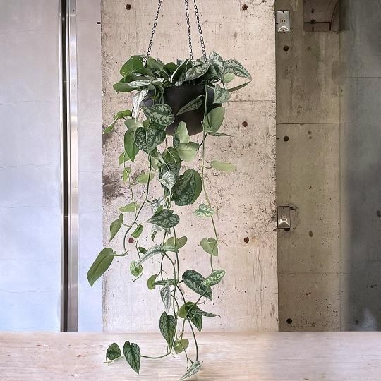 Amazon.co.jp: PLANCHU 観葉植物 スキンダプサス トレビー 6号鉢