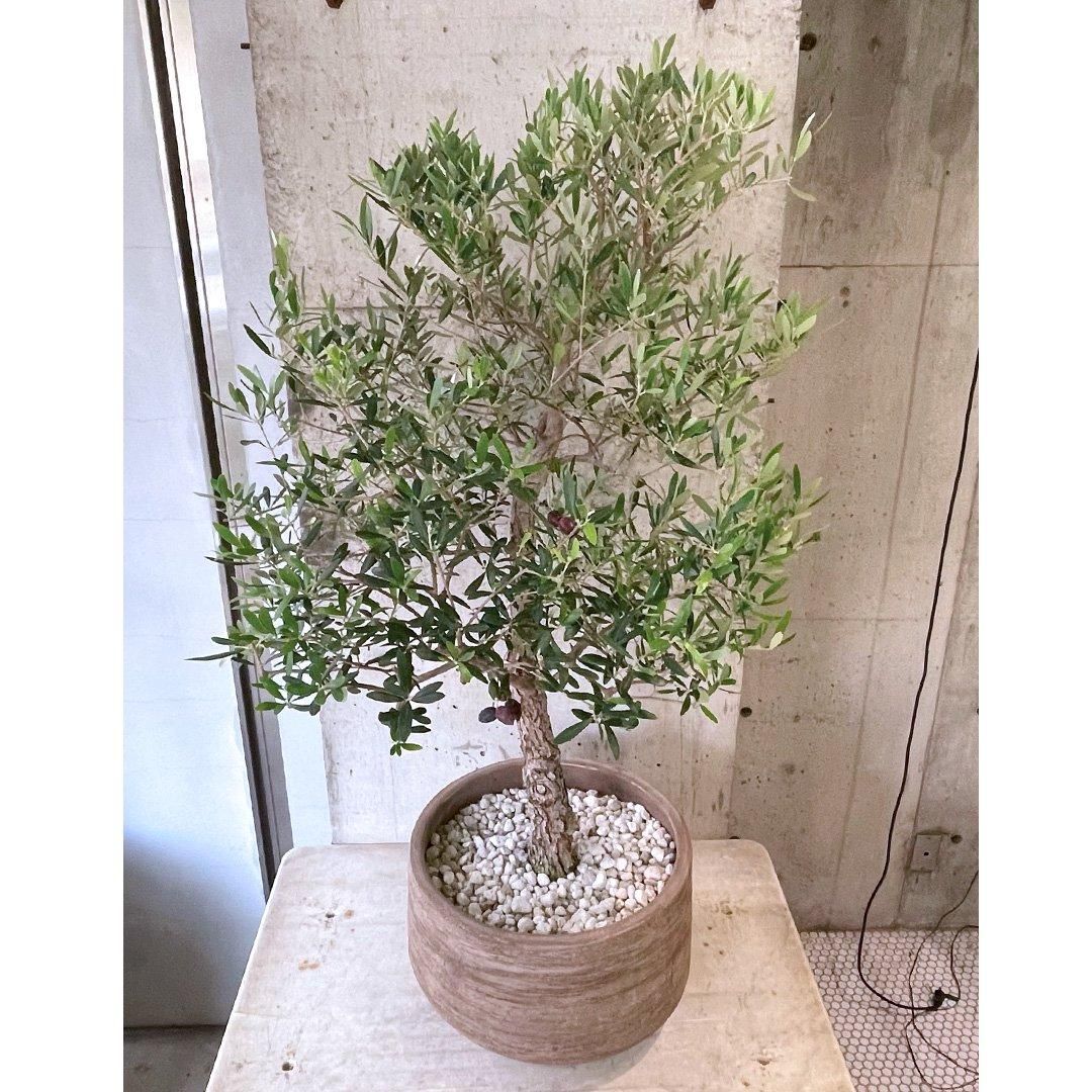 オリーブ　盆栽　古木　オリーブの木　ネバディロブランコ 盆栽樹形 受粉樹 幹太め オリーブの木 ネバディロブランコ souju