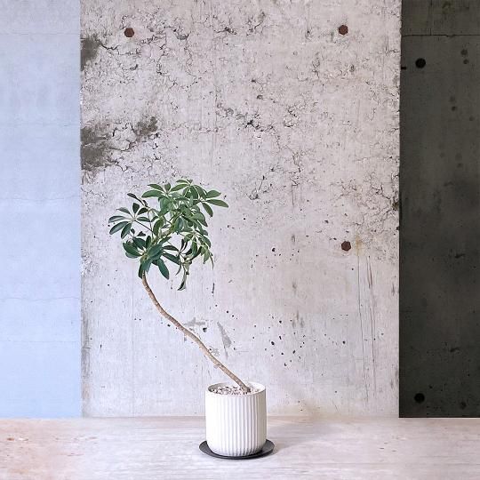 現品 シェフレラ レナータ 31番 曲がり プラコッタ鉢 観葉植物