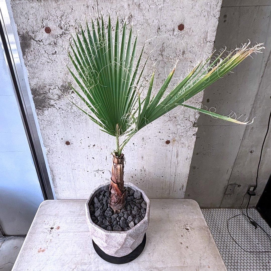 ワシントンヤシ 極太 極太幹】ワシントンヤシ - メルカリ