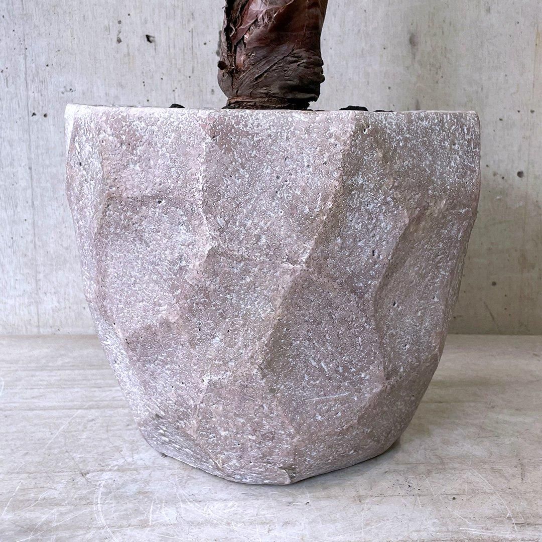 ワシントンヤシ BJ - TRANSHIP