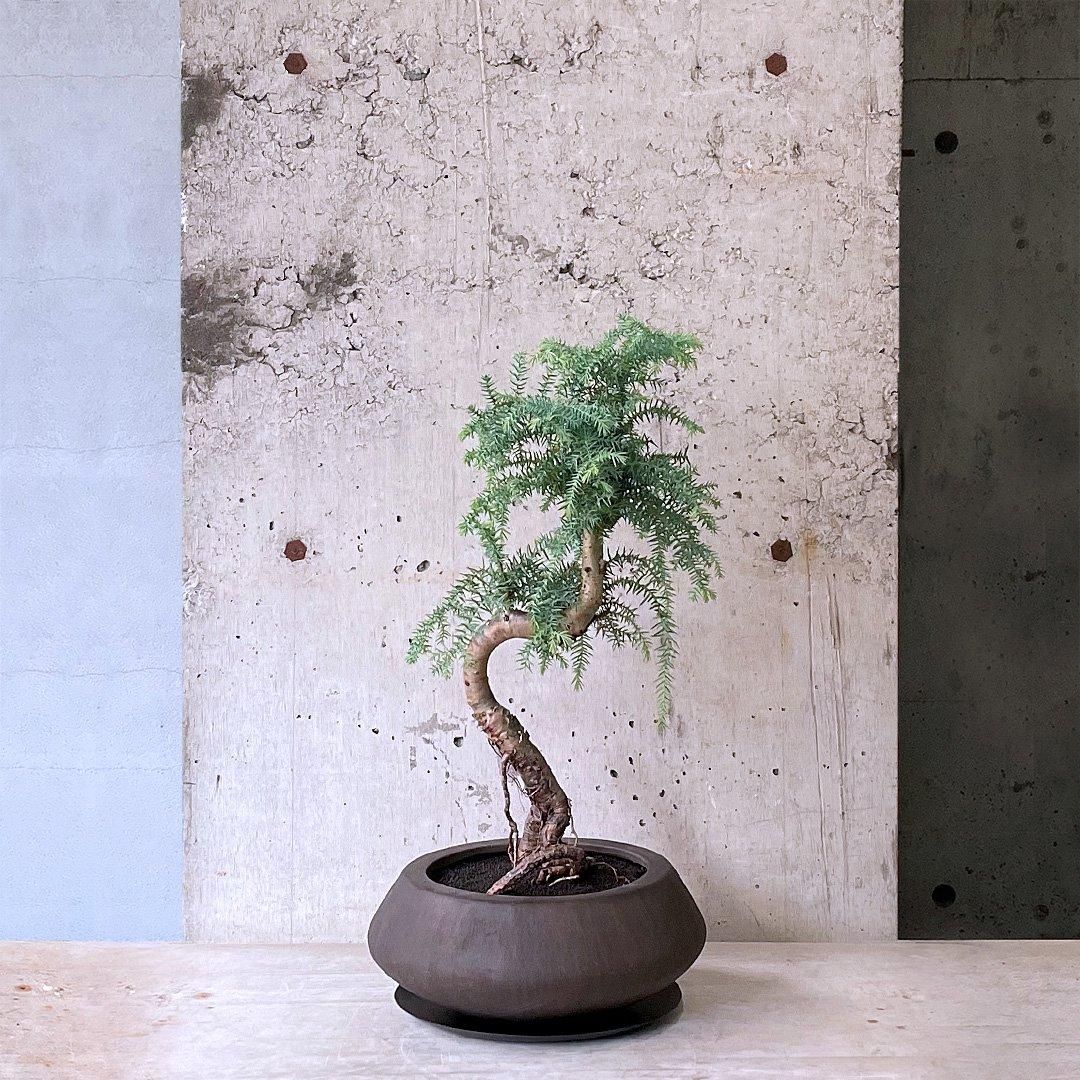 その他観葉植物 3104 184016163.jpg?cmsp_timestamp=