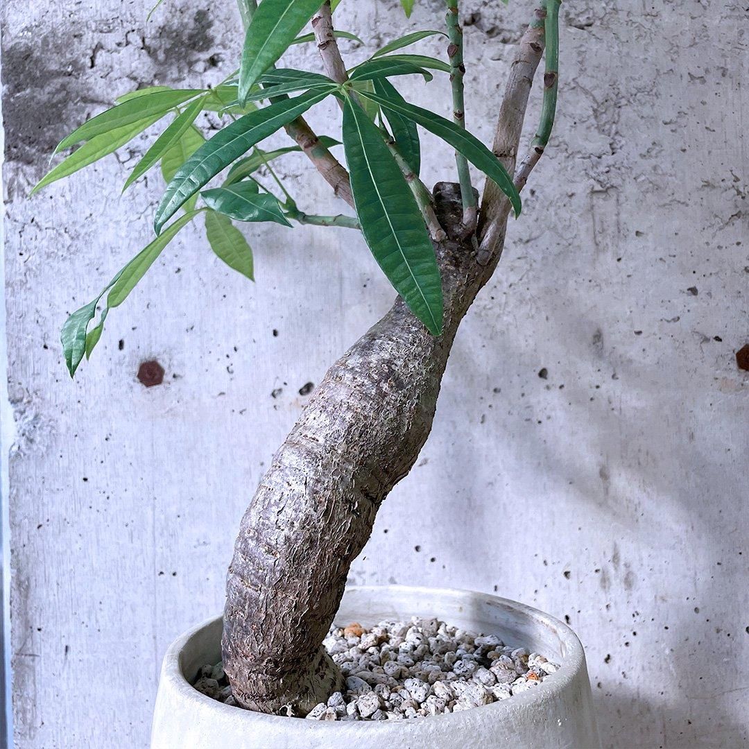 現物 パキラ ミルキーウェイ 実生 4号 小型 斑入り 苗木 no.7