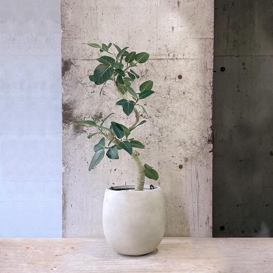観葉植物(大鉢)の通販はTRANSHIP 観葉植物(大鉢)の通販はTRANSHIP