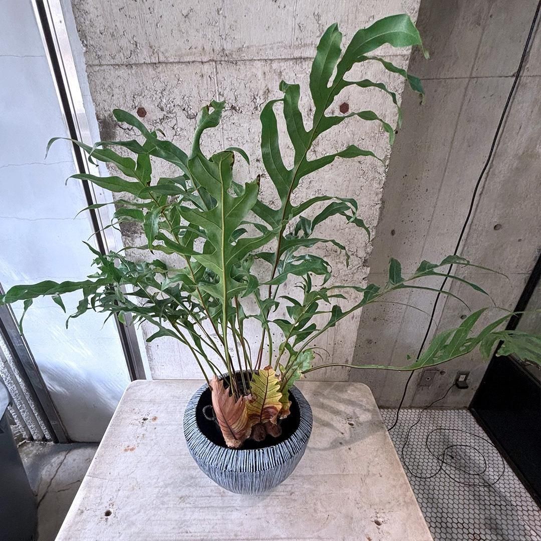 アグラオモルファ：コロナンス(カザリシダ) 6号鉢植え の通販