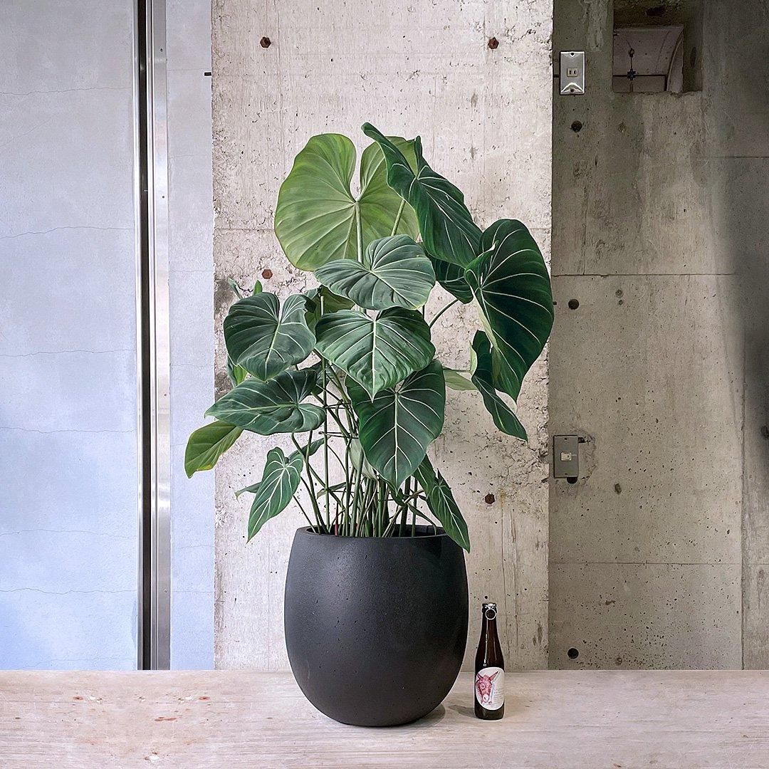 配達エリア限定] フィロデンドロン グロリオサム BK - TRANSHIP